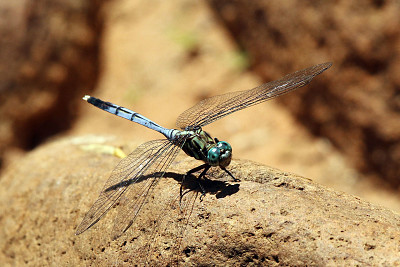 Orthetrum julia