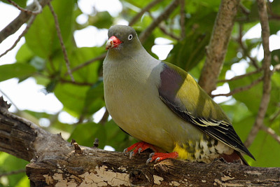 Piccione verde africano