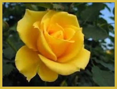 Rose jaune