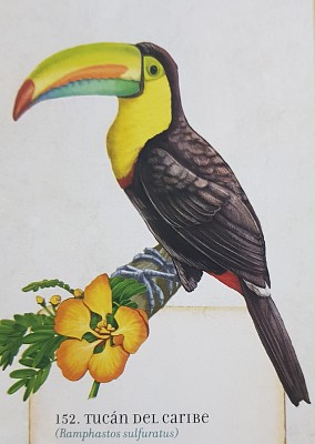 Tucan