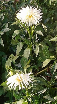 Dahlias Blanc