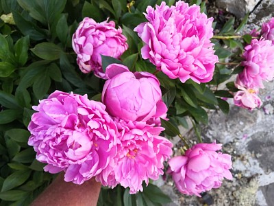 pivoine