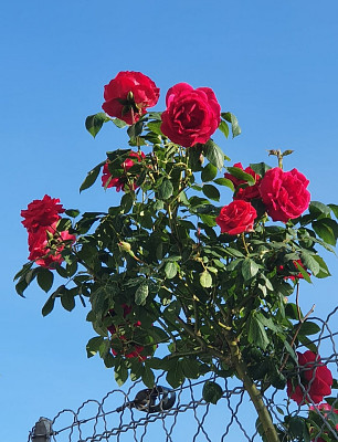 פאזל של bouquet