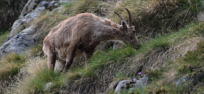 chamois jigsaw puzzle