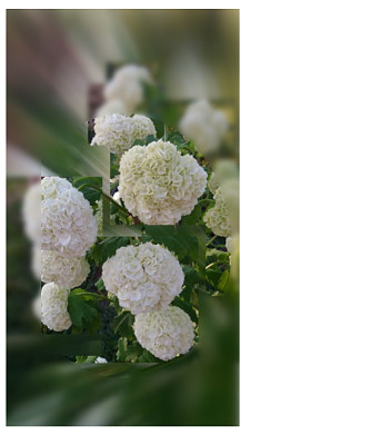 פאזל של Hortensia