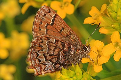 Callophrys niphon