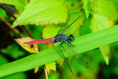 פאזל של Orthetrum pruinosum