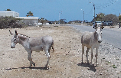 Selvatico della nubia