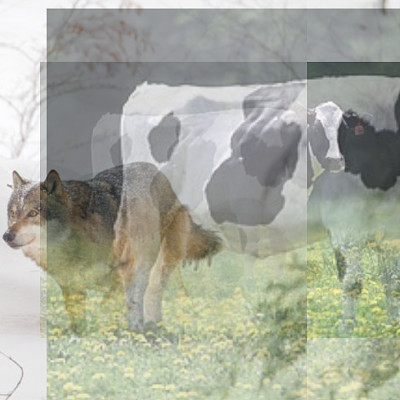 vaca e lobo jigsaw puzzle