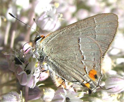 Satyrium favonius