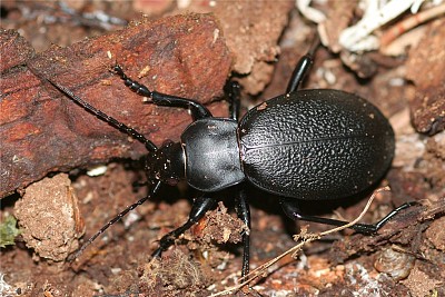 Carabus coriaceus jigsaw puzzle