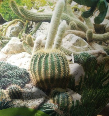 פאזל של Cactus Succulentes