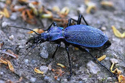 Carabus intricatus