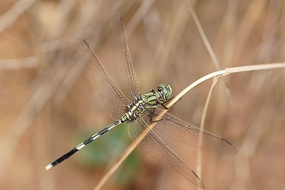 Orthetrum sabina