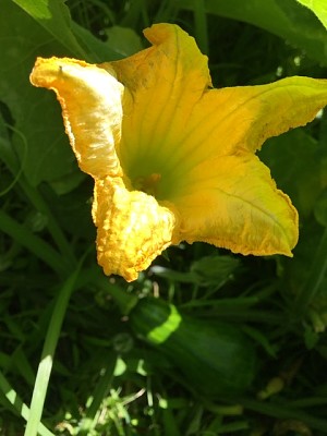 Flor de la calabaza