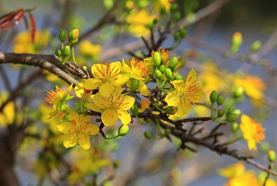 פאזל של Mai - fiore (vietnamita)