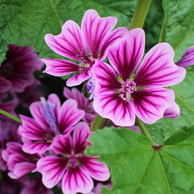 Malva jigsaw puzzle