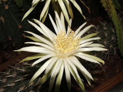 machaerocereus eruca