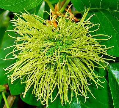 maclura pomifera