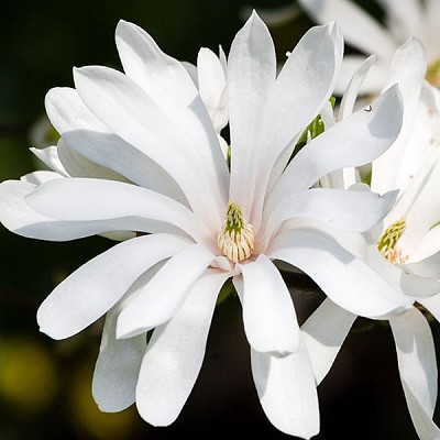 magnolia stellata