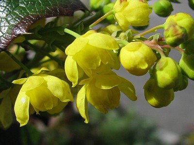 mahonia