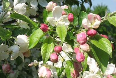 פאזל של malus baccata