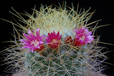 mammilaria leptacanta