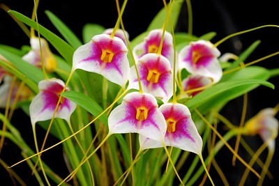 masdevallia jigsaw puzzle