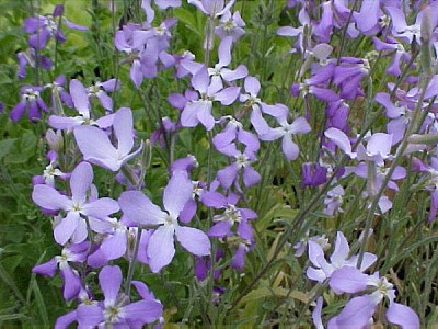 matthiola