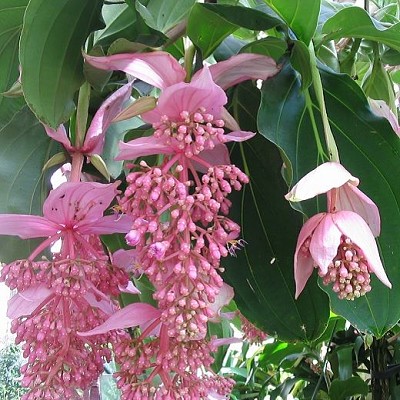 medinilla jigsaw puzzle