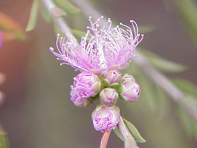 פאזל של melaleuca leucadendra