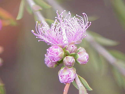 melaleuca leucadendra