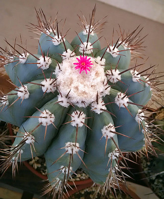 melocactus