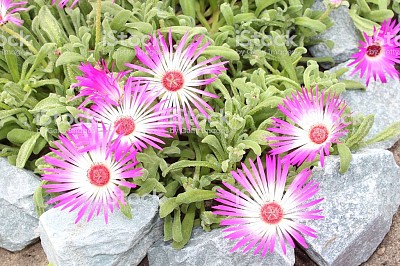 mesebryanthemum