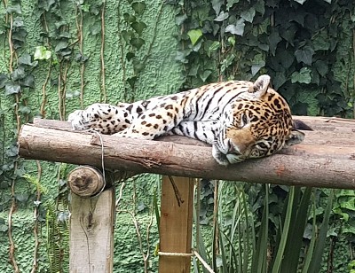 Jaguar