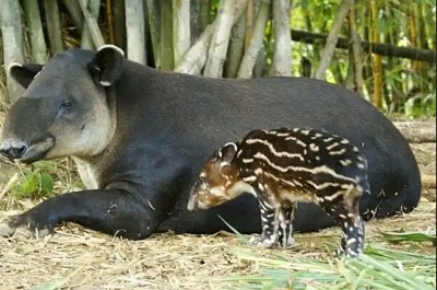 פאזל של Tapir
