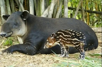 Tapir jigsaw puzzle