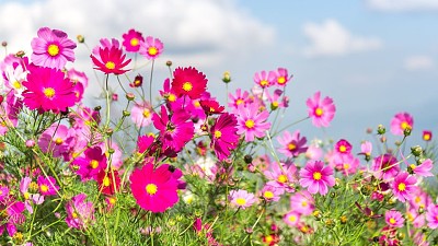 פאזל של flores