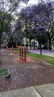 Jacaranda en flor