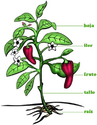 פאזל של LAS PARTES DE UNA PLANTA