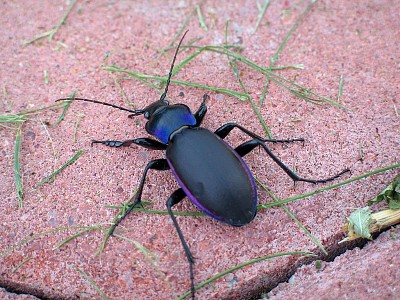 פאזל של Carabus violaceus