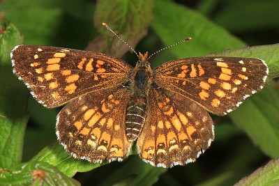 פאזל של Chlosyne harrisii