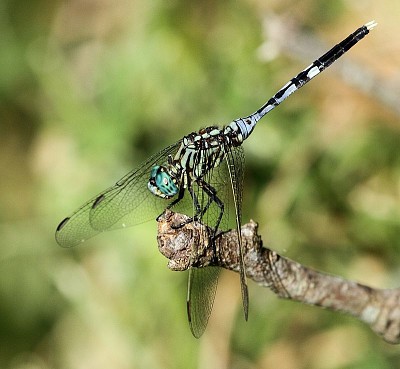 Orthetrum stemmale jigsaw puzzle