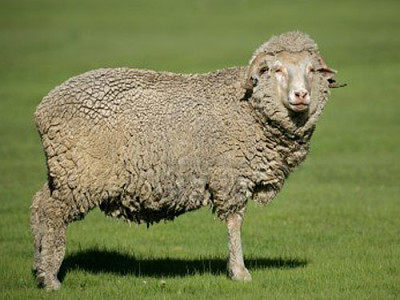 German merino