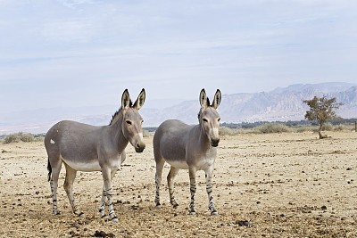 Selvatico della somalia