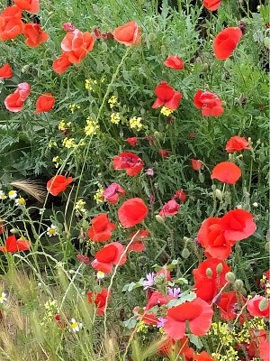 AMAPOLAS