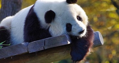 Pandas can eat plants