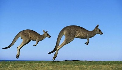 פאזל של les kangourous