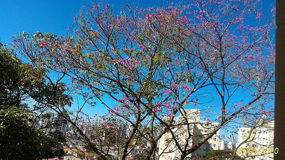 Ipê fundos da Área de Serviço - SP