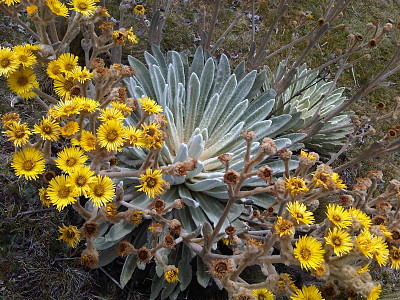 frailejones merida